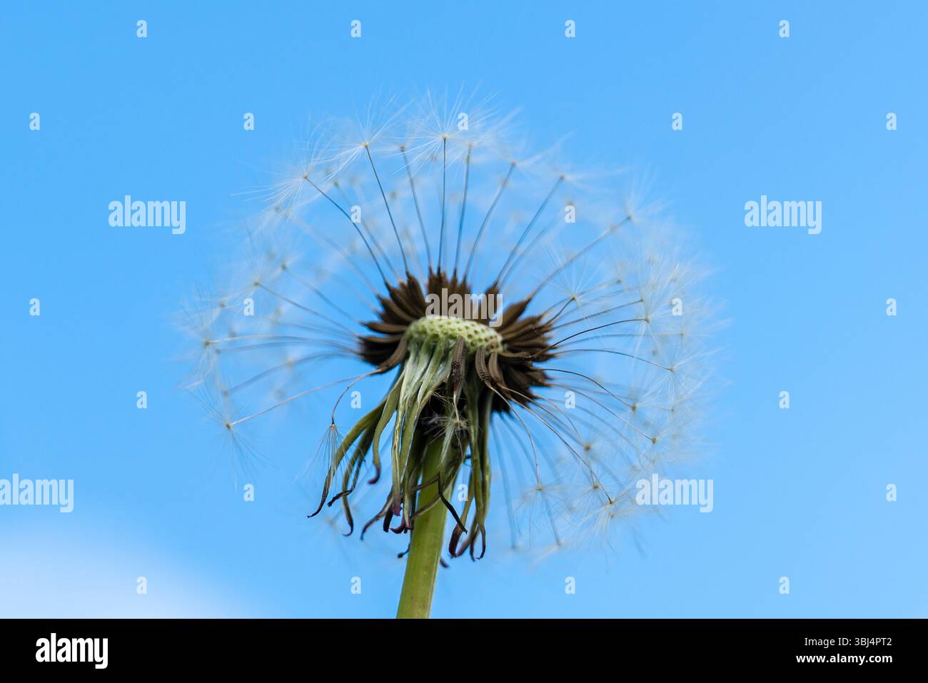 une photo d'été, une ambiance d'été, un pissenlit, une tête de pissenlit blanc sur fond de ciel bleu Banque D'Images