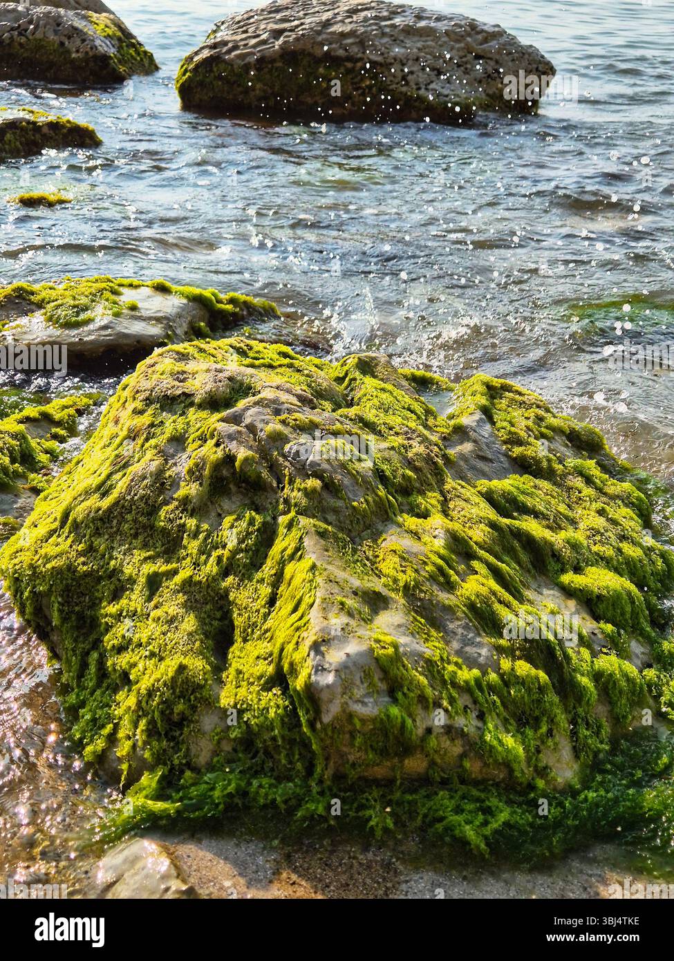 Gros rocher recouvert d'algues vertes. stone seashore. seascape Banque D'Images