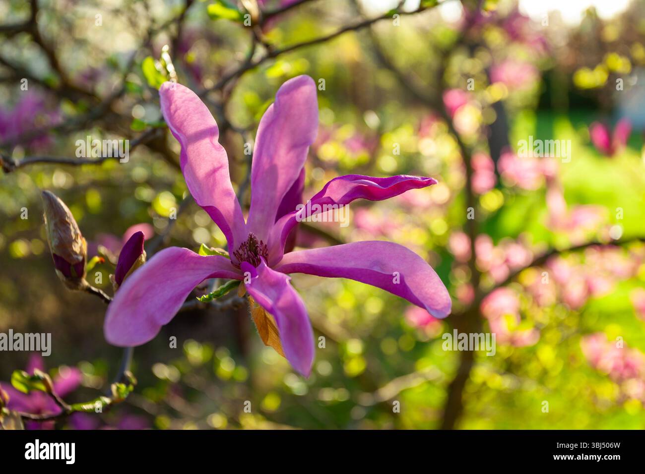Gros plan d'une fleur de Magnolia susan dans le jardin ensoleillé Banque D'Images