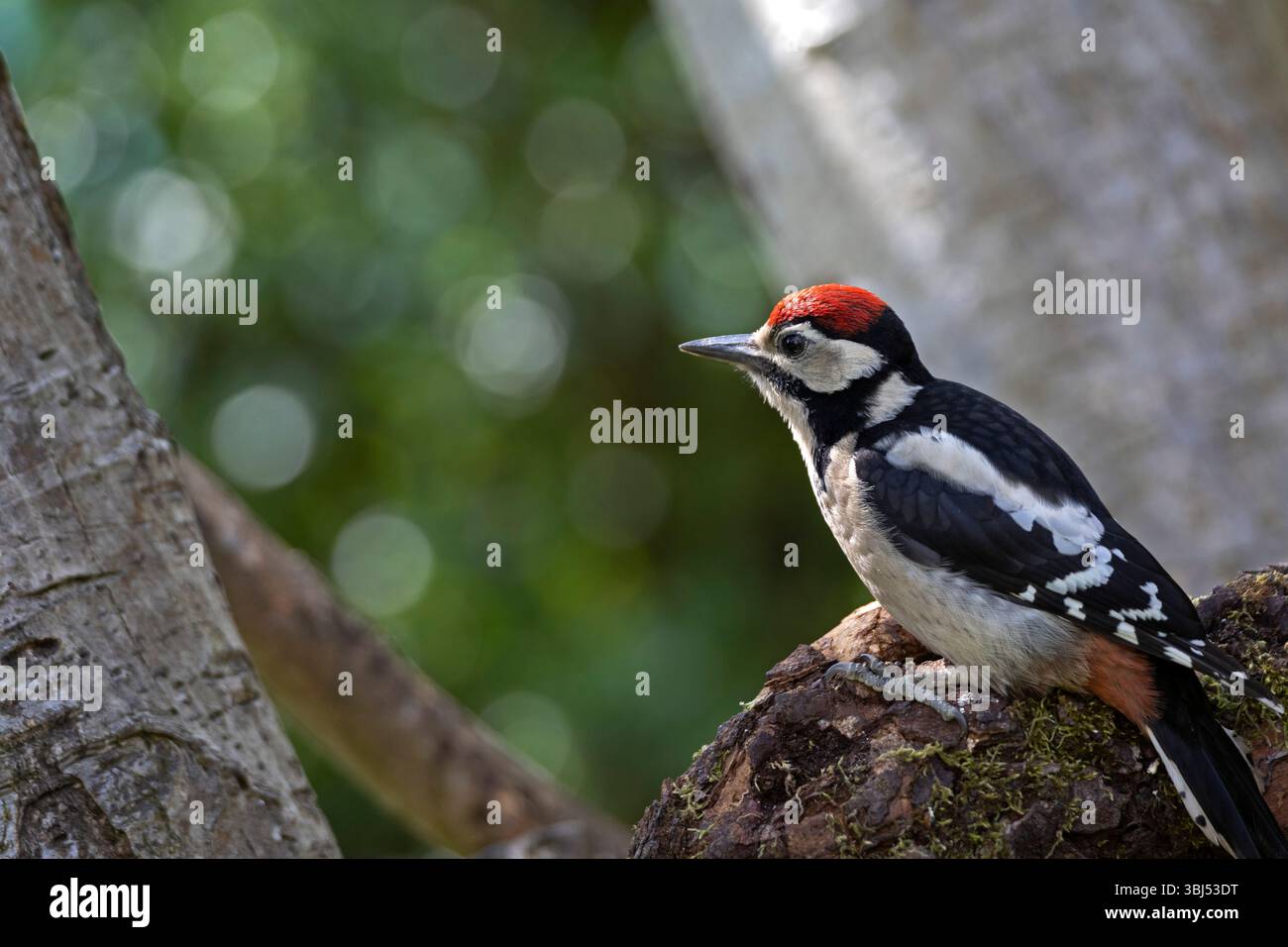 Pic mineur (Dendrocopos major) Banque D'Images