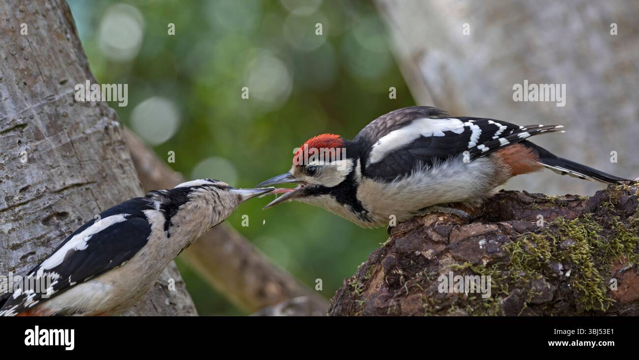 Mère et juvénile grand pic tacheté (Dendrocopos major) Banque D'Images