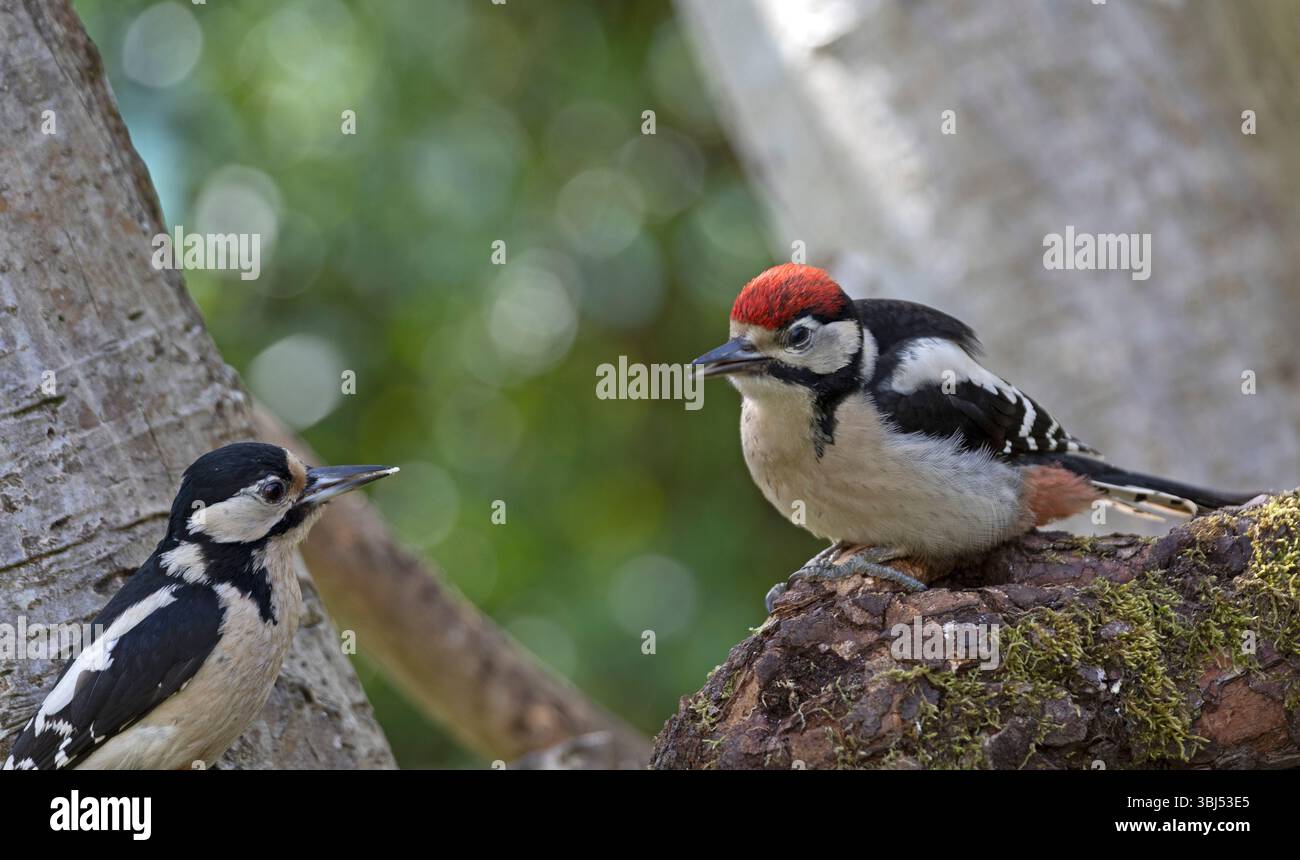 Mère et juvénile grand pic tacheté (Dendrocopos major) Banque D'Images