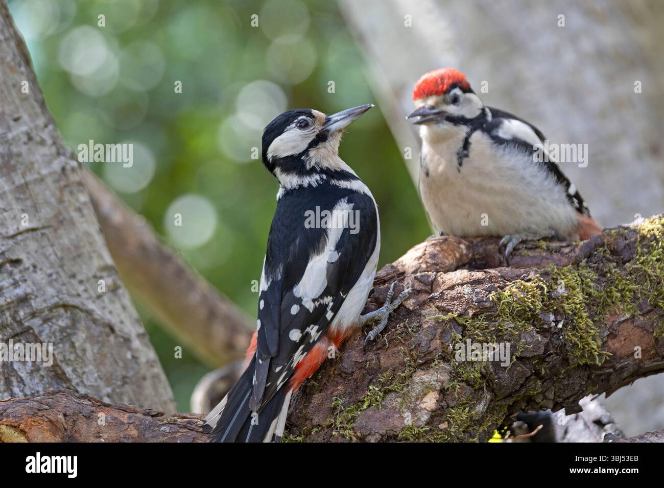 Mère et juvénile grand pic tacheté (Dendrocopos major) Banque D'Images