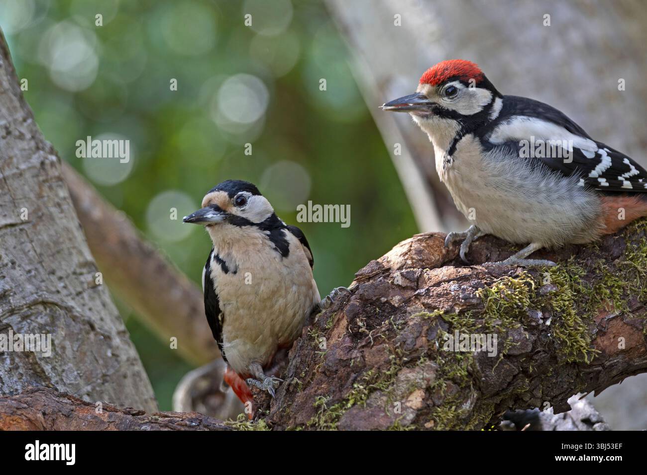 Mère et juvénile grand pic tacheté (Dendrocopos major) Banque D'Images