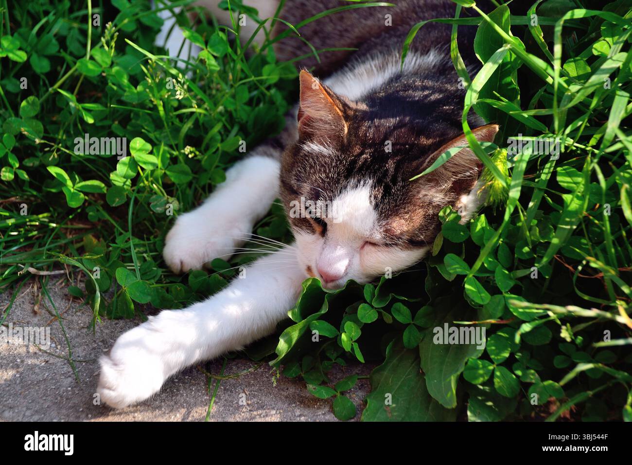 Un chat repose sur le green. Banque D'Images