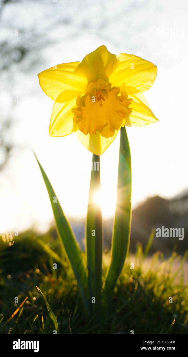 belle fleur jaune avec fond de rêve dans l'éclairage d'heure d'or Banque D'Images