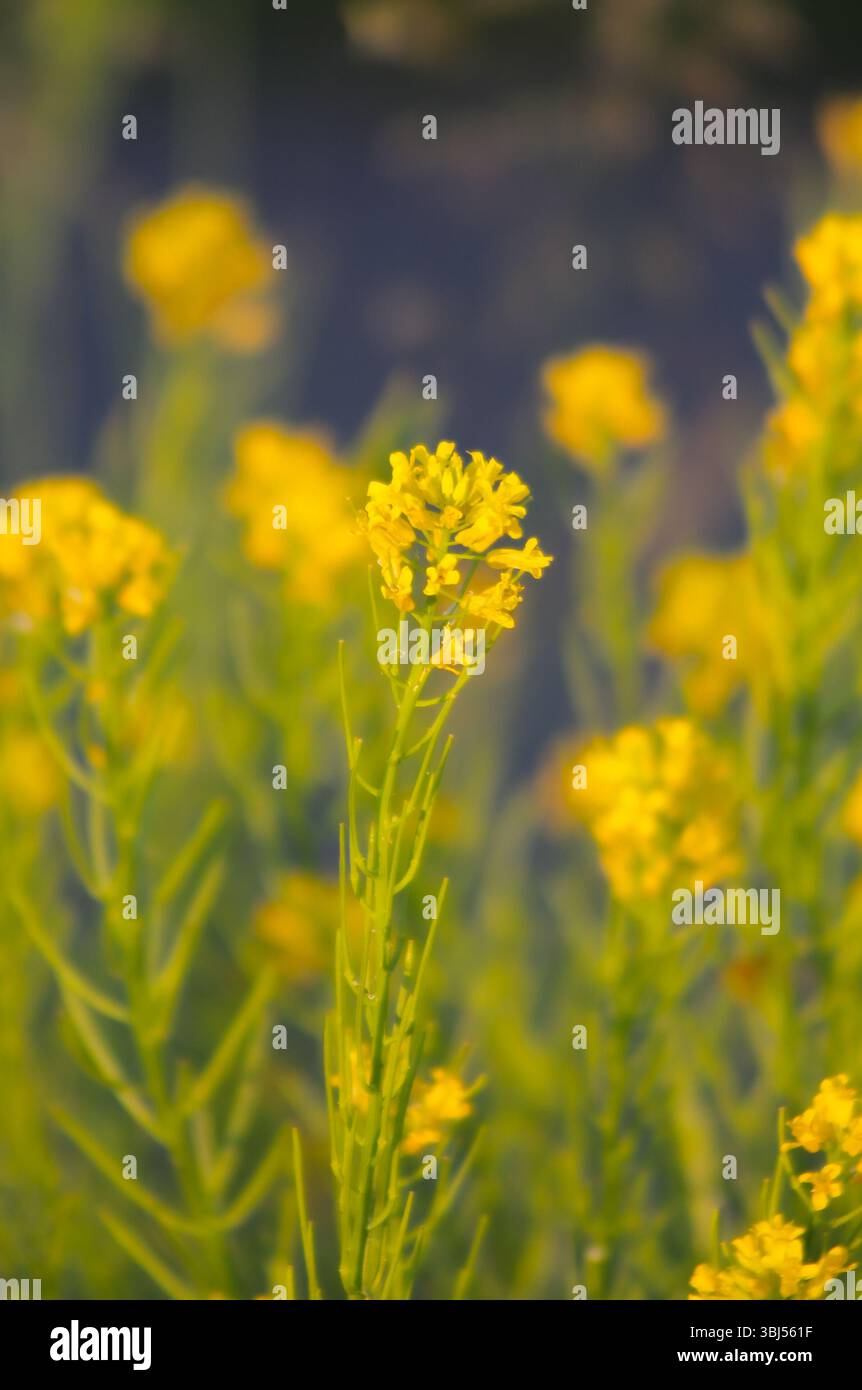 belle fleur jaune avec fond de rêve dans l'éclairage d'heure d'or Banque D'Images