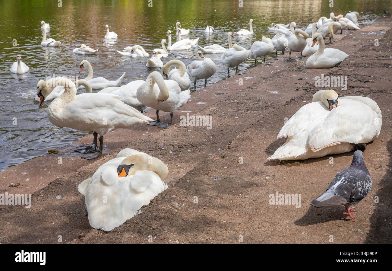 Swan Sanctuary Worcester Banque D'Images