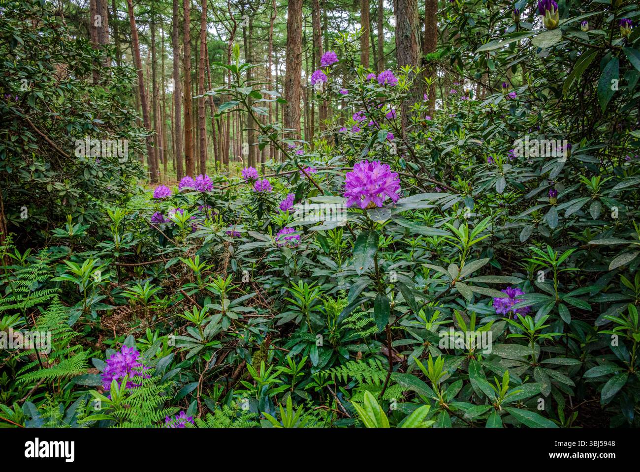 Un gros plan de fleurs de rhododendrons violettes brille doucement sous la canopée de la forêt, ajoutant une touche de couleur aux bois ombragés de la fin du printemps Banque D'Images