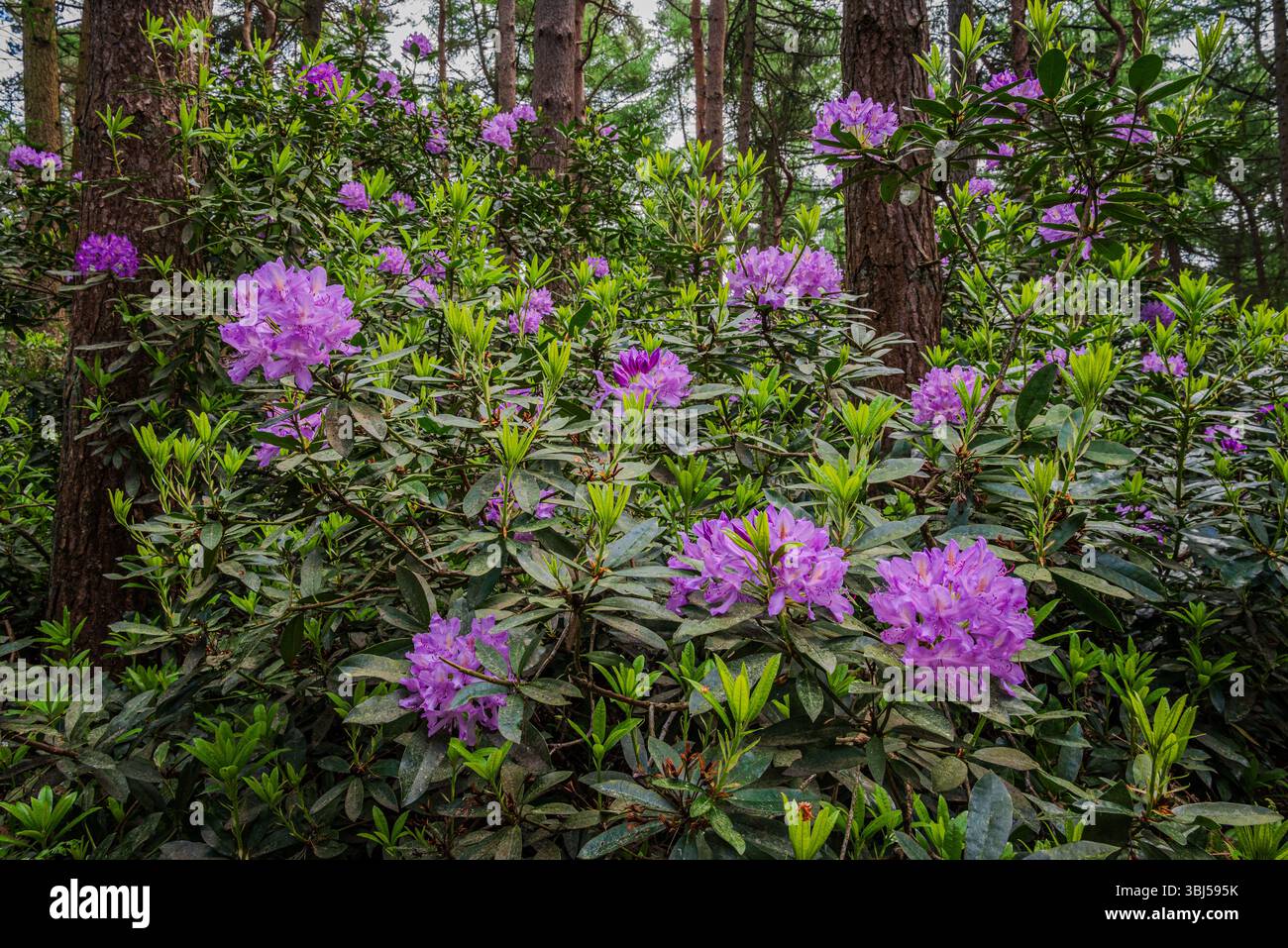 Un gros plan de fleurs de rhododendrons violettes brille doucement sous la canopée de la forêt, ajoutant une touche de couleur aux bois ombragés de la fin du printemps Banque D'Images