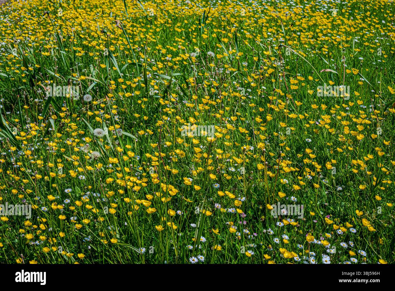 Un gros plan de la prairie révèle une mer vibrante de fleurs sauvages jaunes se balançant doucement au milieu de l'herbe verte fraîche Banque D'Images