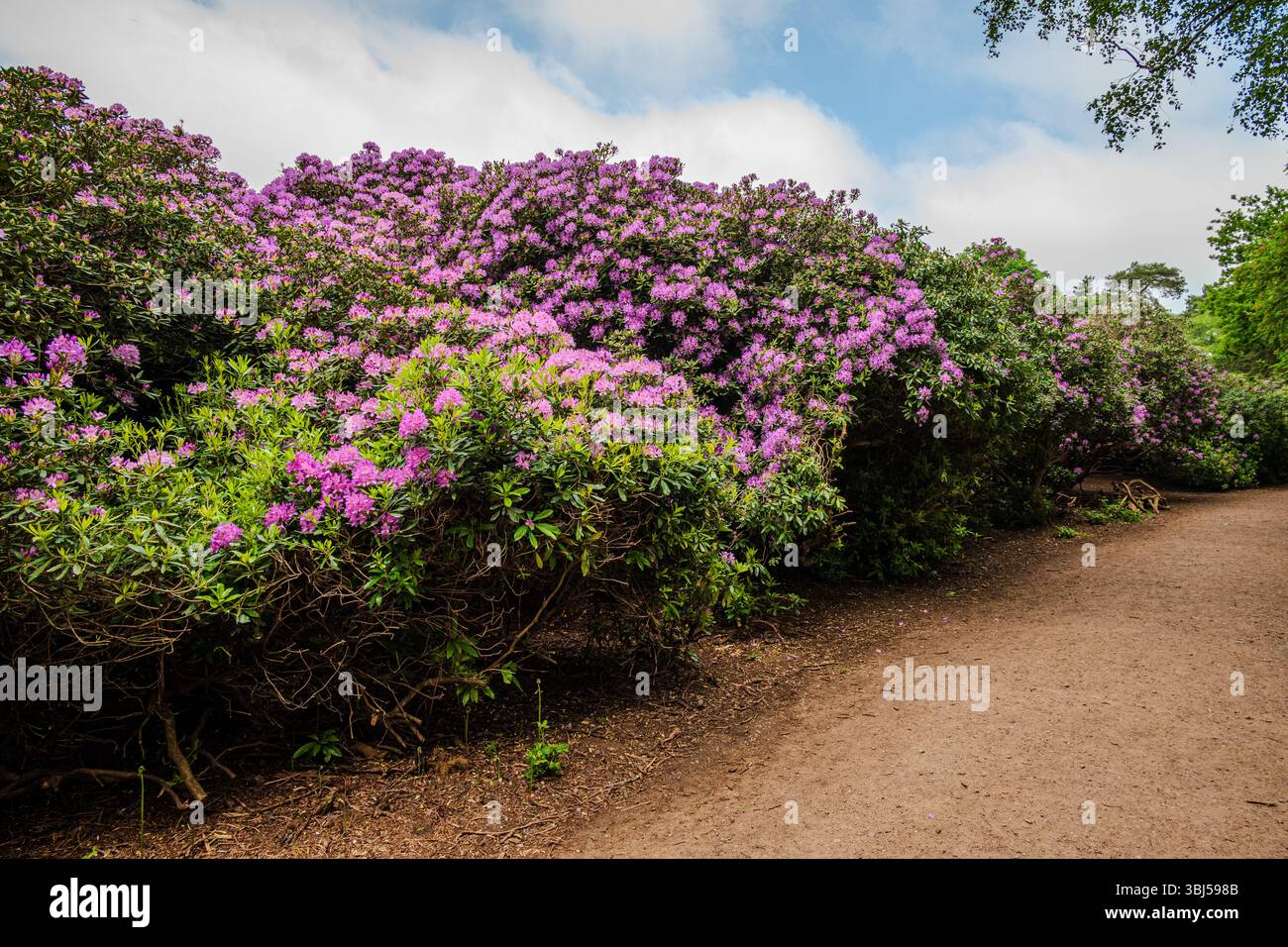 Une longue rangée de rhododendrons, lourde de fleurs violettes, borde un sentier de terre, créant un couloir luxuriant et vibrant dans la chaleur de la fin du printemps Banque D'Images