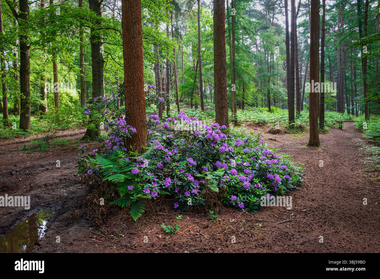 Un arbuste rhododendrons en pleine floraison avec des fleurs violettes se trouve sous un grand tronc d'arbre, entouré par la beauté dense d'une zone de randonnée en forêt Banque D'Images