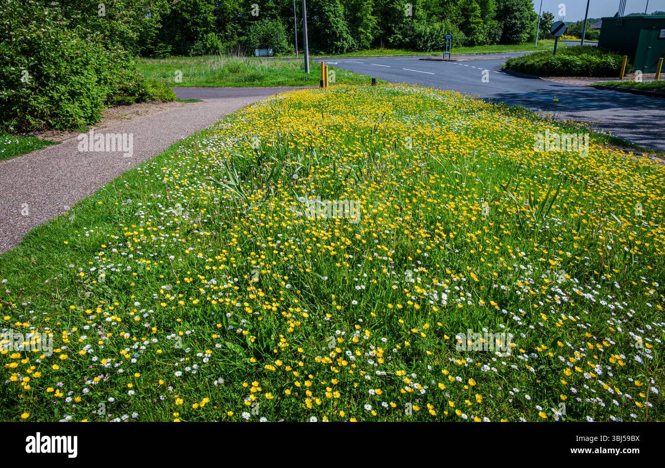 Une prairie en bord de route éclate de fleurs sauvages jaunes dispersées dans une herbe verte luxuriante dans la chaleur de la fin du printemps Banque D'Images