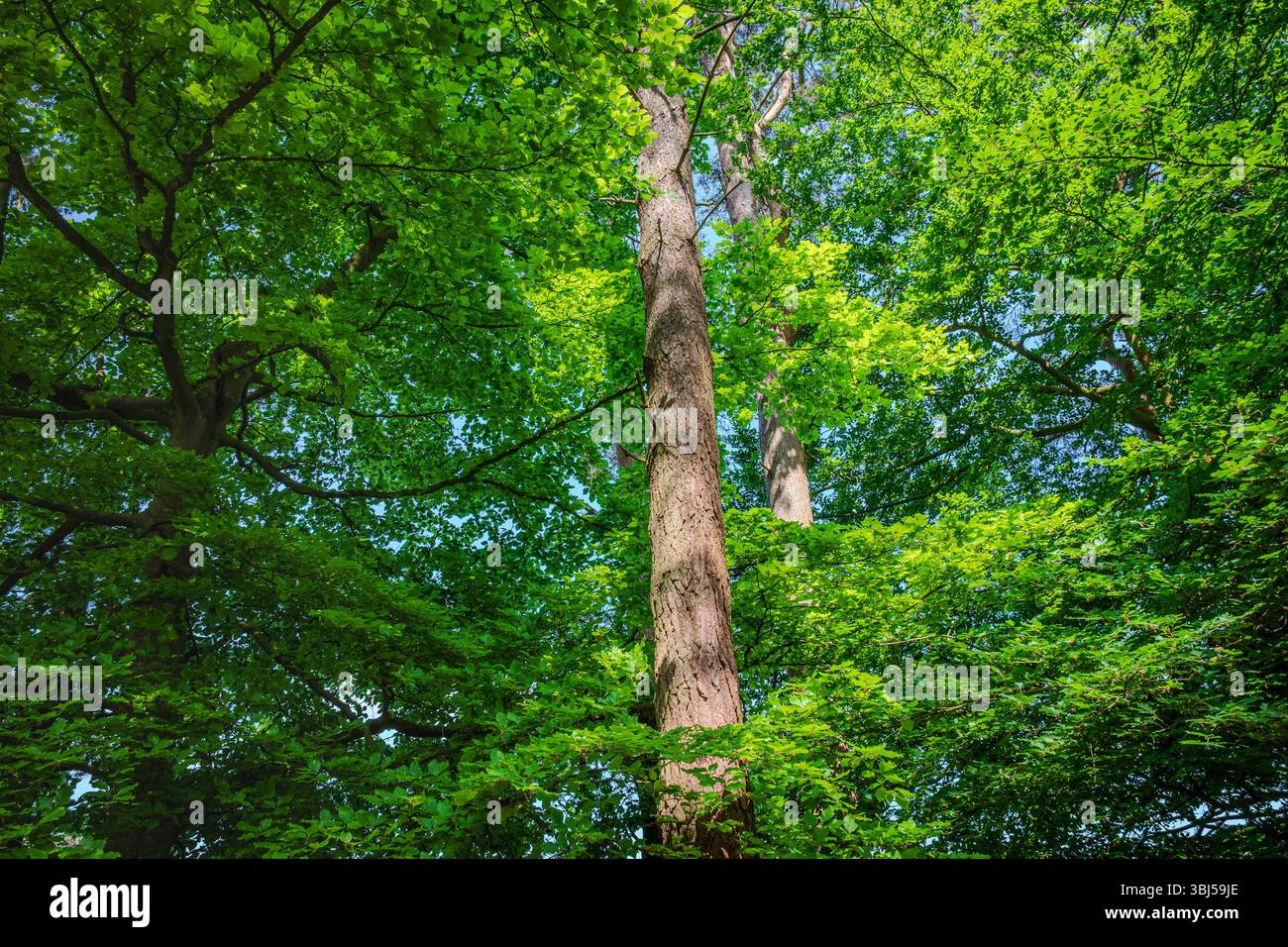 Une vue sur les canopées d'arbres remplies de jeunes feuilles vertes fraîches, brillantes doucement dans la lumière du début de l'été Banque D'Images