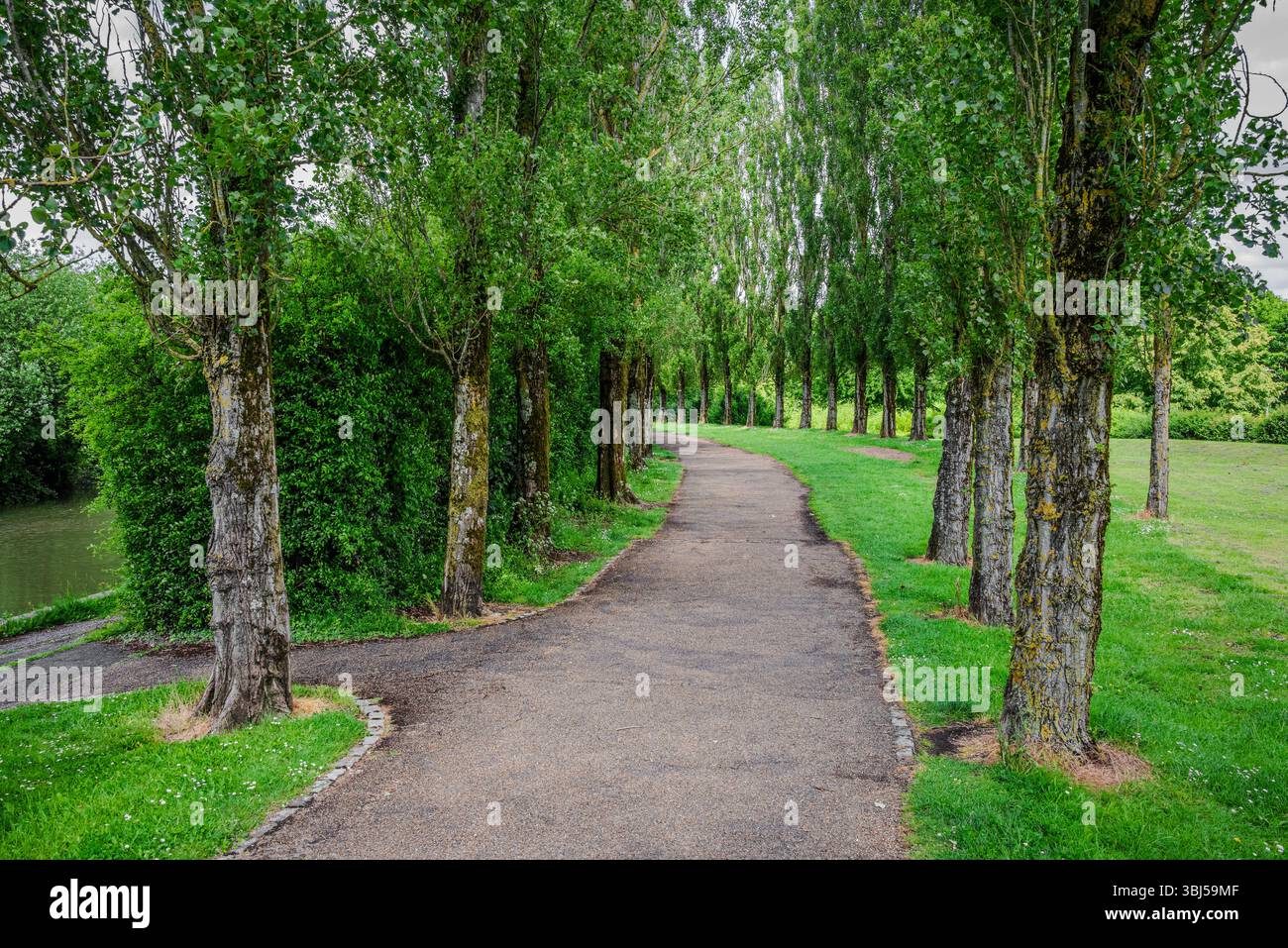Un chemin sinueux bordé de grands arbres des deux côtés, qui suit le Grand Union canal à travers les environs verdoyants de Milton Keynes Banque D'Images
