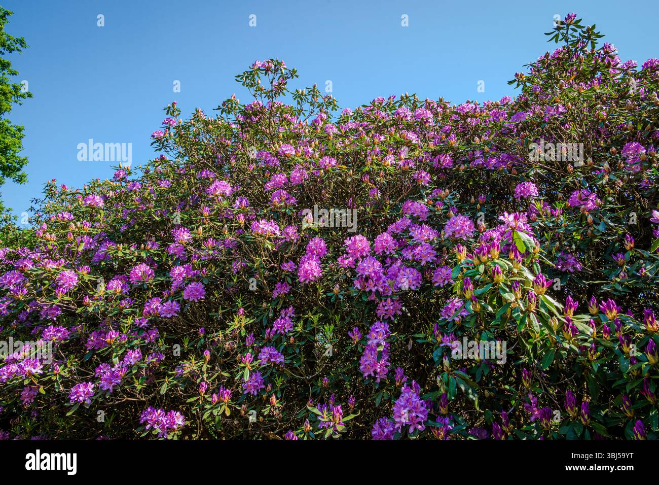 Des grappes de rhododendrons éclatent avec des fleurs violettes contre un ciel bleu clair sur une journée ensoleillée à la fin du printemps Banque D'Images