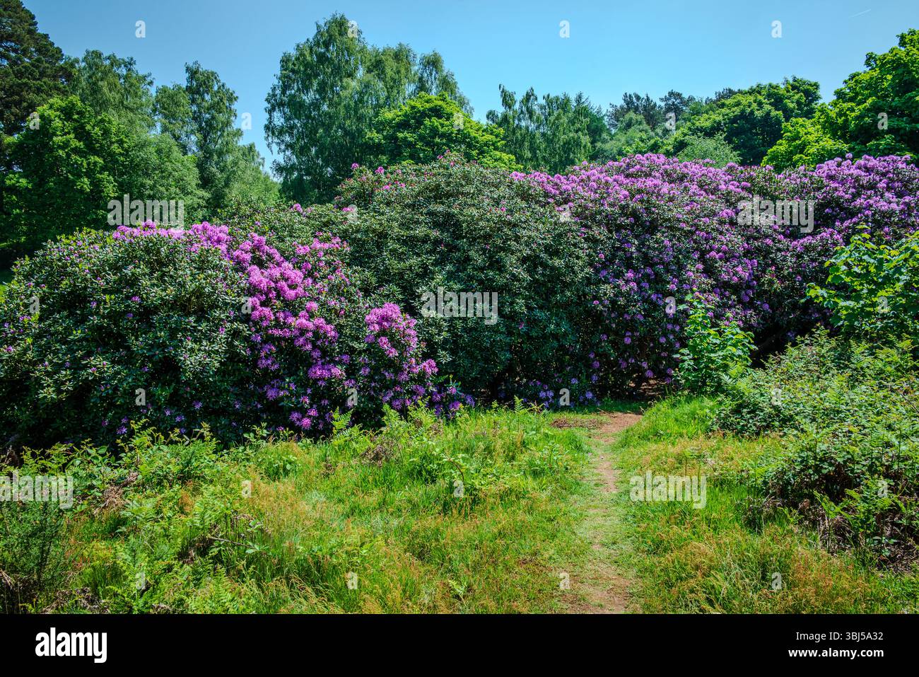 De denses rangées de rhododendrons, lourdes de fleurs violettes, s'étendent à travers la campagne anglaise par un jour ensoleillé de fin de printemps Banque D'Images