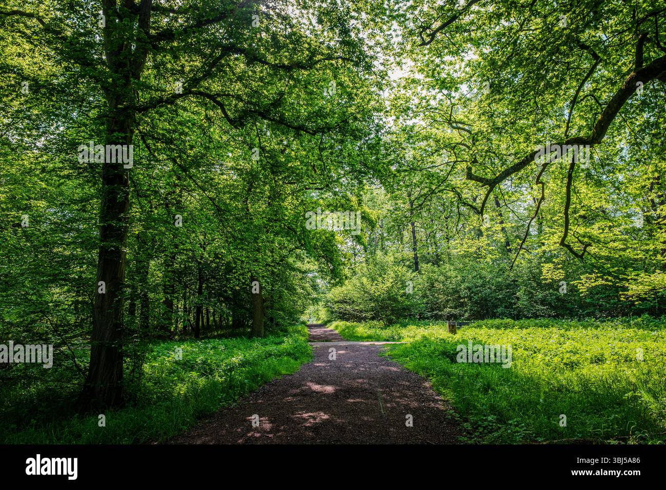Une végétation luxuriante remplit la forêt, ses nouvelles jeunes feuilles brillent sous la lumière du soleil printanier, vue depuis le sentier qui serpente en contrebas Banque D'Images
