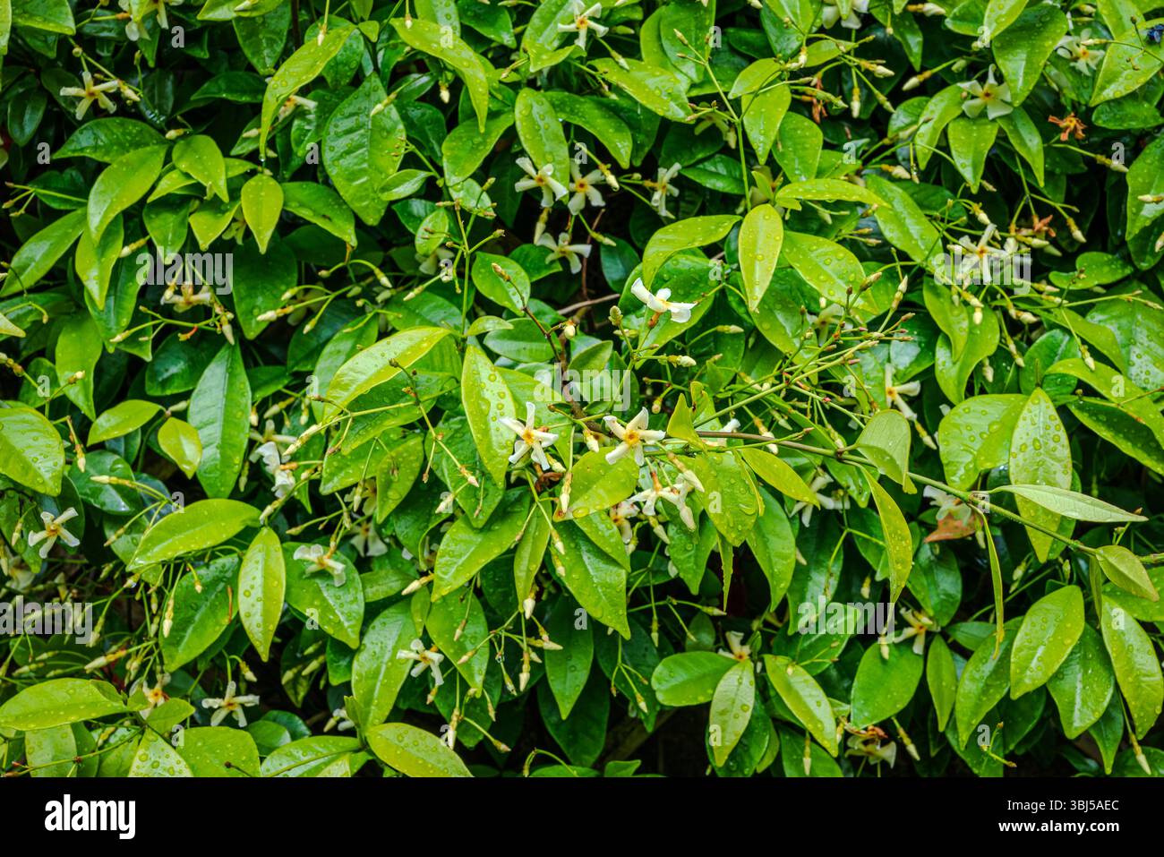 Star Jasmin - Trachelospermum jasminoides - feuillage recouvert de gouttes de pluie après une forte pluie estivale Banque D'Images