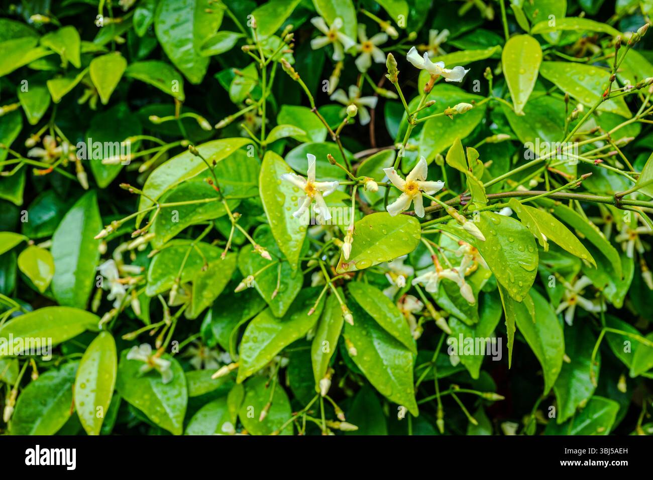 Star Jasmin - Trachelospermum jasminoides - feuillage recouvert de gouttes de pluie après une forte pluie estivale Banque D'Images
