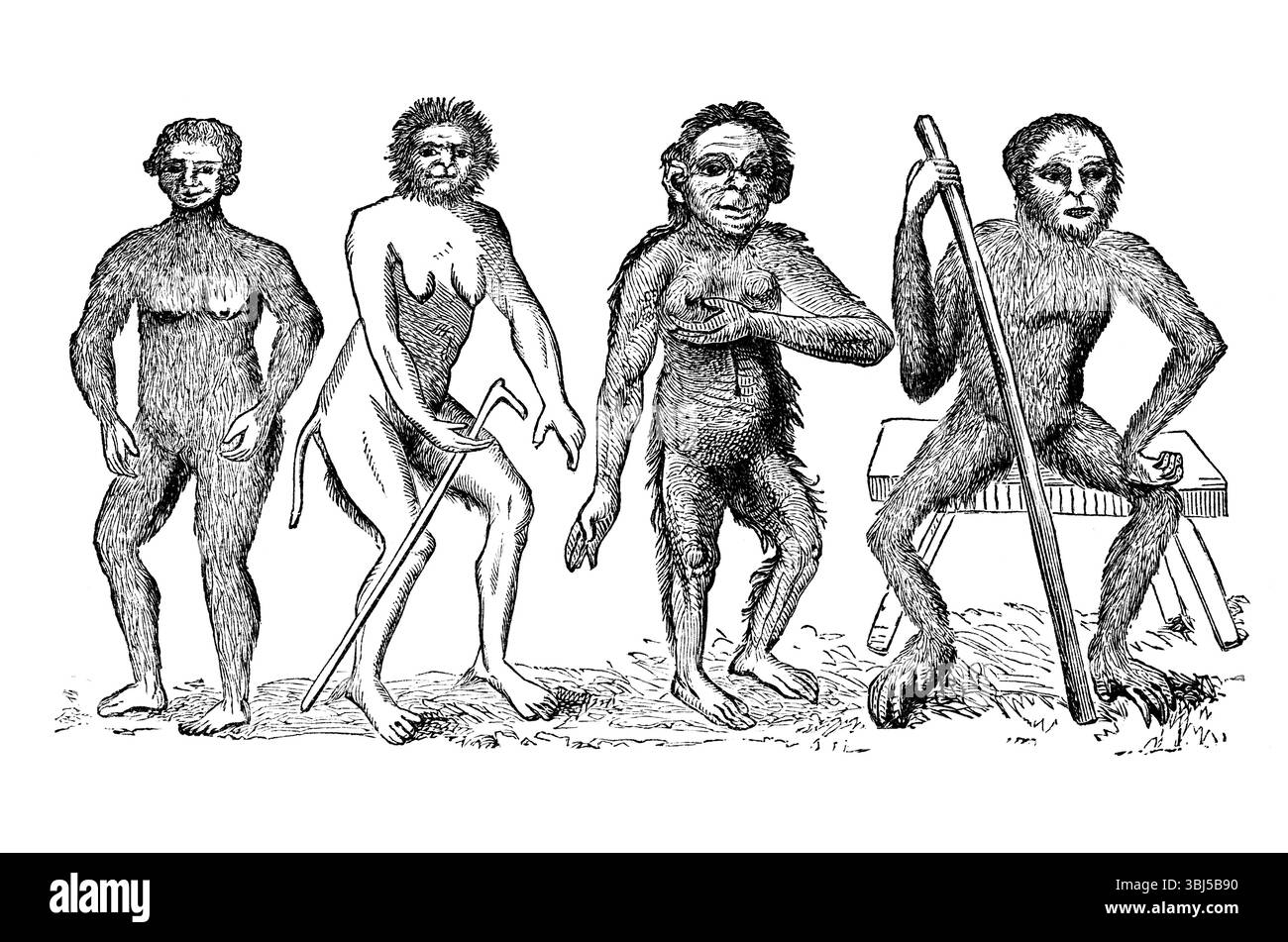 Les Anthropomorphes de Linnaeus, c1760, (1863). Troglodyta Bontii, 2. Lucifer Aldrovandi, 3 ans. Satyrus Tulpii, 4 ans. Pygmée Edwardi. Extrait de "Evidence as to Man's place in nature" de Thomas Henry Huxley. [Londres, 1863] Banque D'Images