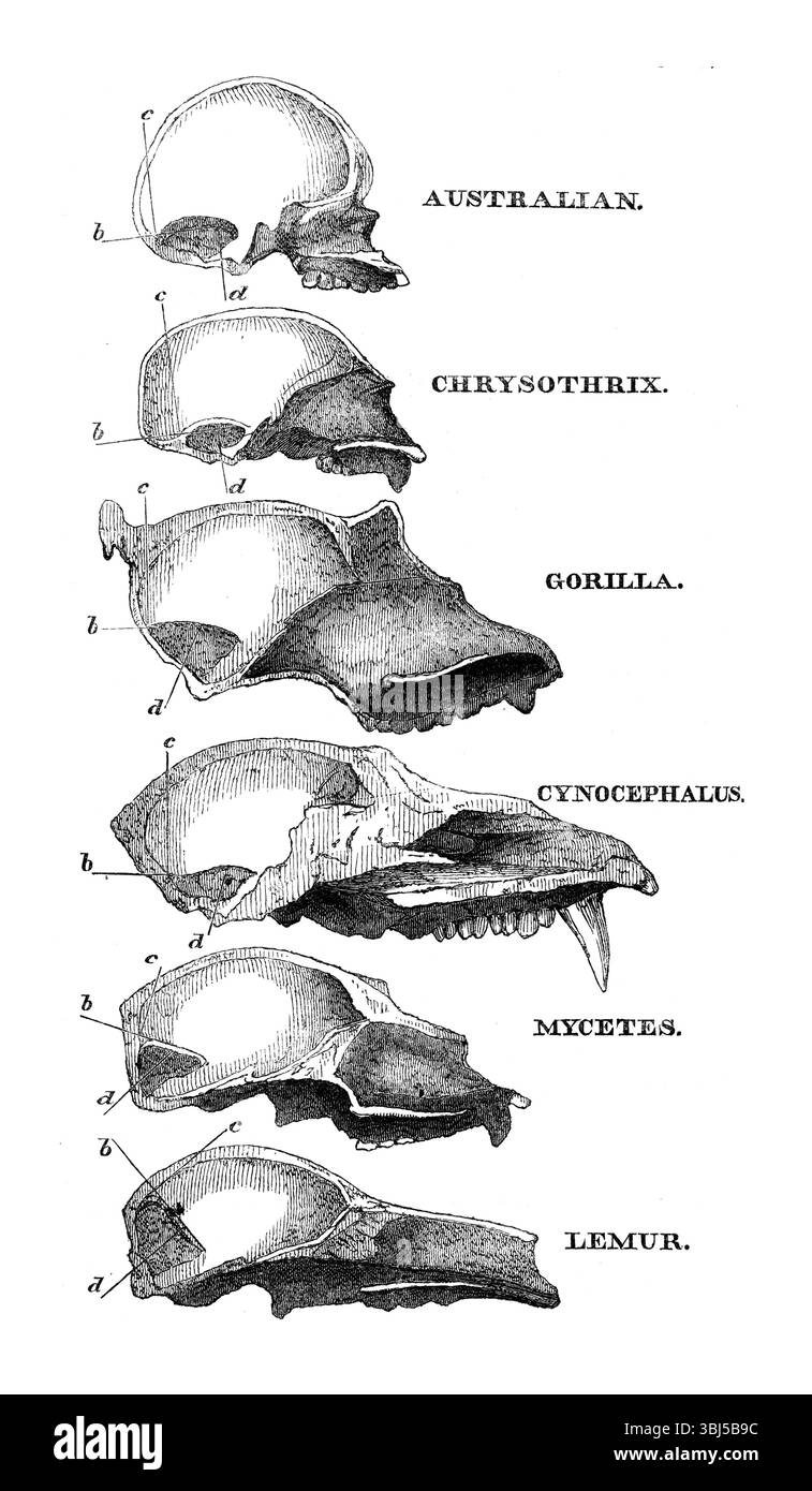 Australien, Chrysothrix, Gorille, Cynocephalus, mycètes, Lemur, 1863. Sections du crâne d'un humain (aborigène australien ?) et des singes. Extrait de "Evidence as to Man's place in nature" de Thomas Henry Huxley. [Londres, 1863] Banque D'Images
