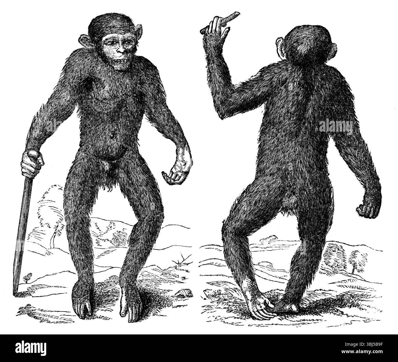 The Pygmie, 1699, (1863). Le bonobo (Pan paniscus) est l'une des deux espèces composant le genre Pan (l'autre étant le chimpanzé commun, Pan troglodytes). Extrait de "Evidence as to Man's place in nature" de Thomas Henry Huxley. [Londres, 1863] Banque D'Images