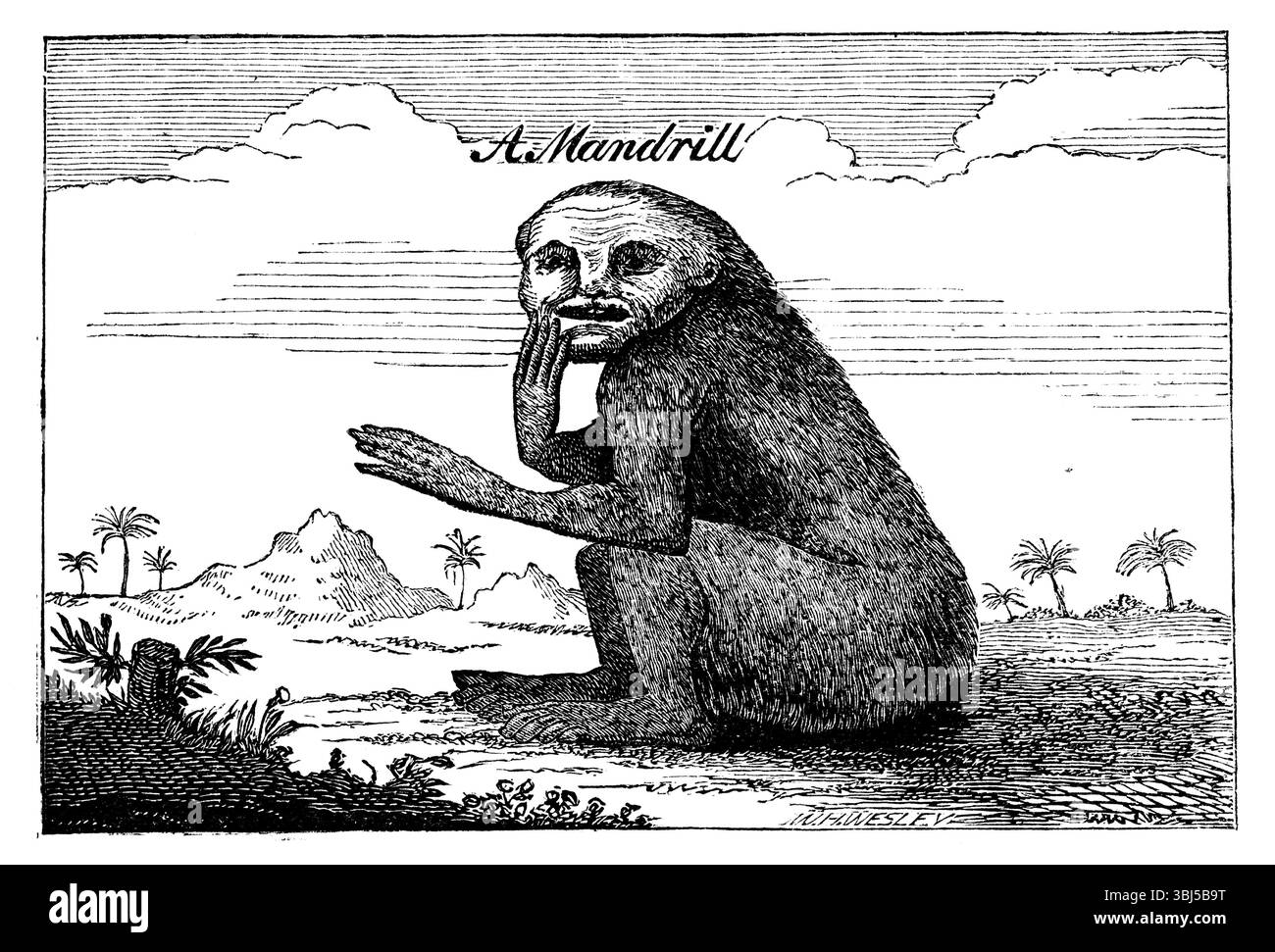 A Mandrill, 1744, (1863). Extrait de "Evidence as to Man's place in nature" de Thomas Henry Huxley. [Londres, 1863] Banque D'Images