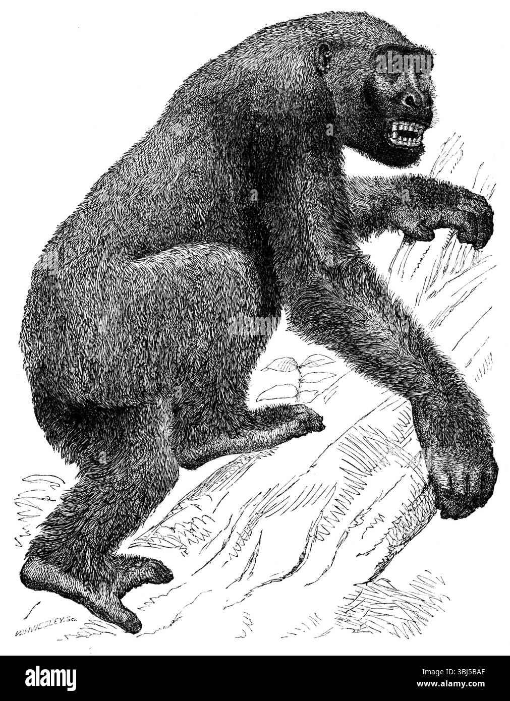 Le Gorille, 19ème siècle ? Extrait de "Evidence as to Man's place in nature" de Thomas Henry Huxley. [Londres, 1863] Banque D'Images