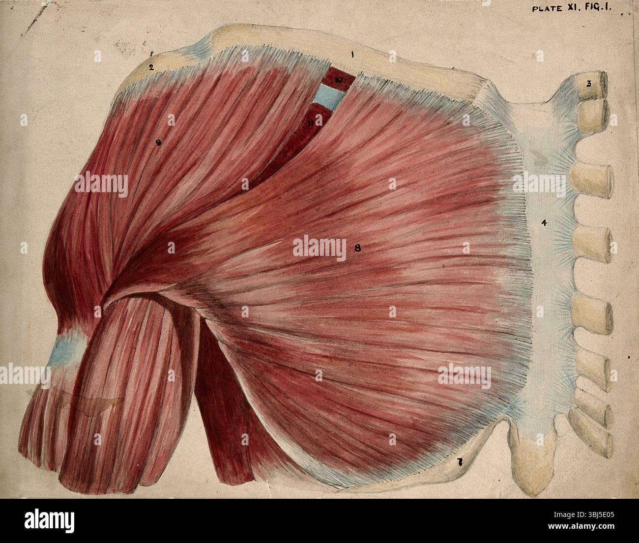 Dissection des muscles de l'épaule et du thorax : vue des muscles pectoraux et deltoïdes, 1852-1854. Banque D'Images