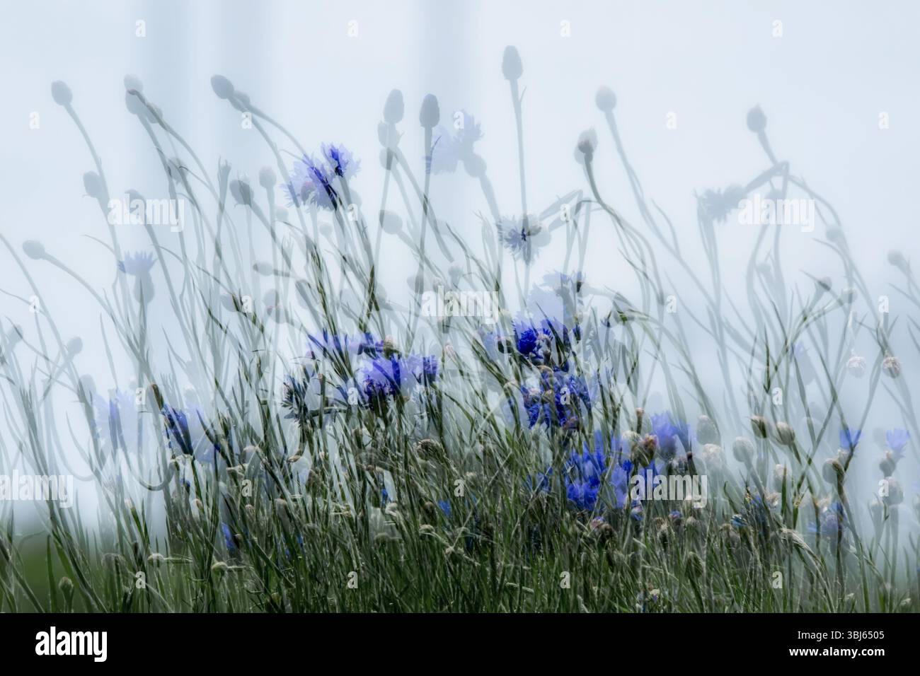 Paysage abstrait bleu bleuet avec ciel bleu et une silhouette des fleurs en arrière-plan. Banque D'Images