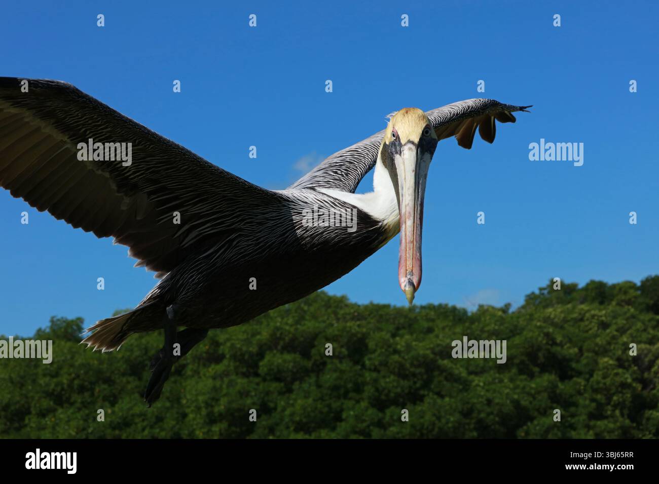 Pélican brun en vol, réserve de biosphère de Rio Lagartos, Yucatan, Mexique Banque D'Images