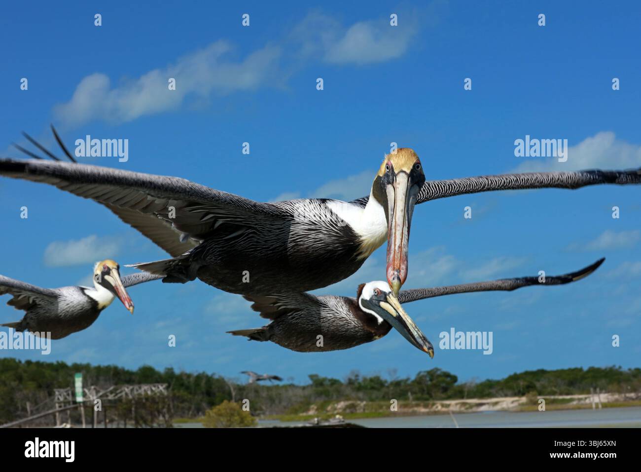 Pélican brun en vol, réserve de biosphère de Rio Lagartos, Yucatan, Mexique Banque D'Images