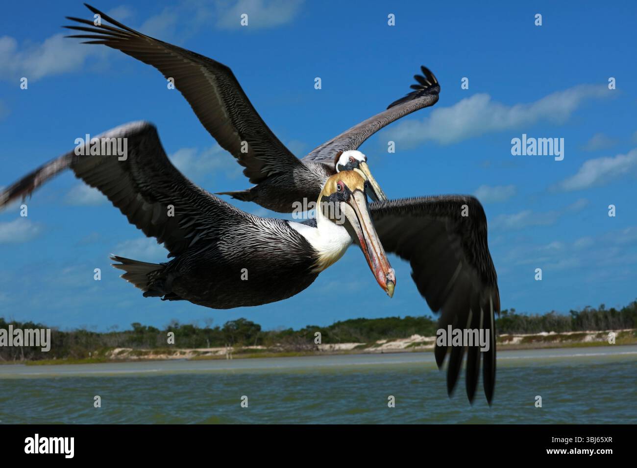 Pélican brun en vol, réserve de biosphère de Rio Lagartos, Yucatan, Mexique Banque D'Images
