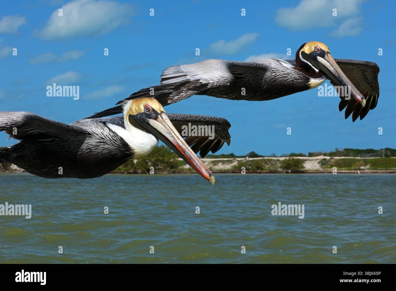 Pélican brun en vol, réserve de biosphère de Rio Lagartos, Yucatan, Mexique Banque D'Images