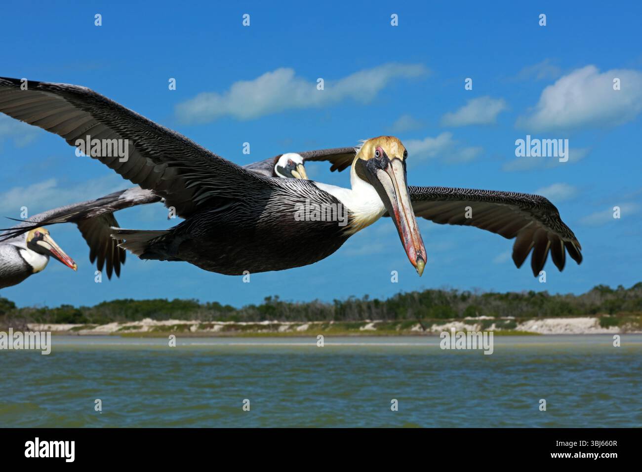 Pélican brun en vol, réserve de biosphère de Rio Lagartos, Yucatan, Mexique Banque D'Images