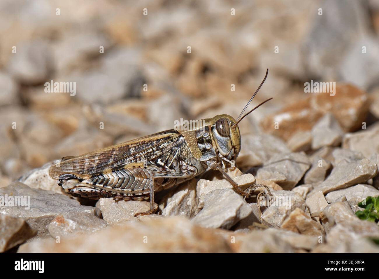 Criquet italien (Calliptamus italicus) sur une colline rocheuse, Kamenjak, comté de Sibenik-Knin, Croatie, septembre. Banque D'Images