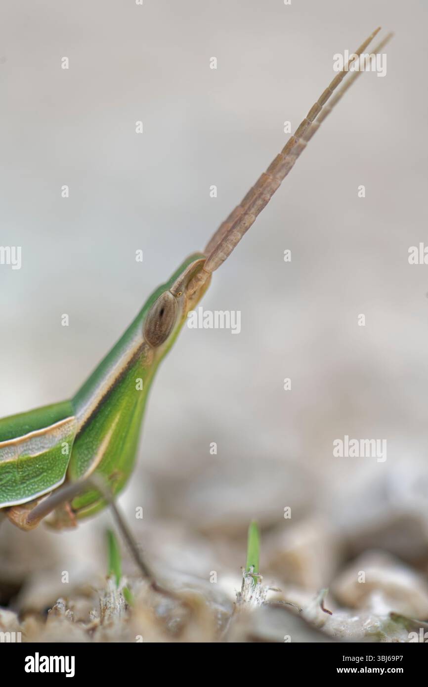 Sauterelle au nez / sauterelle méditerranéenne à face oblique (Acrida ungarica), gros plan, province de Zadar, Croatie, septembre. Banque D'Images