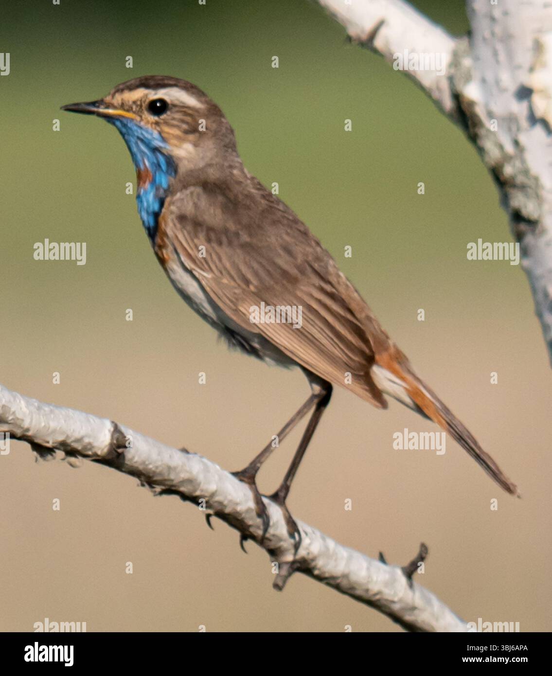 Bleu perché sur un fil Banque D'Images