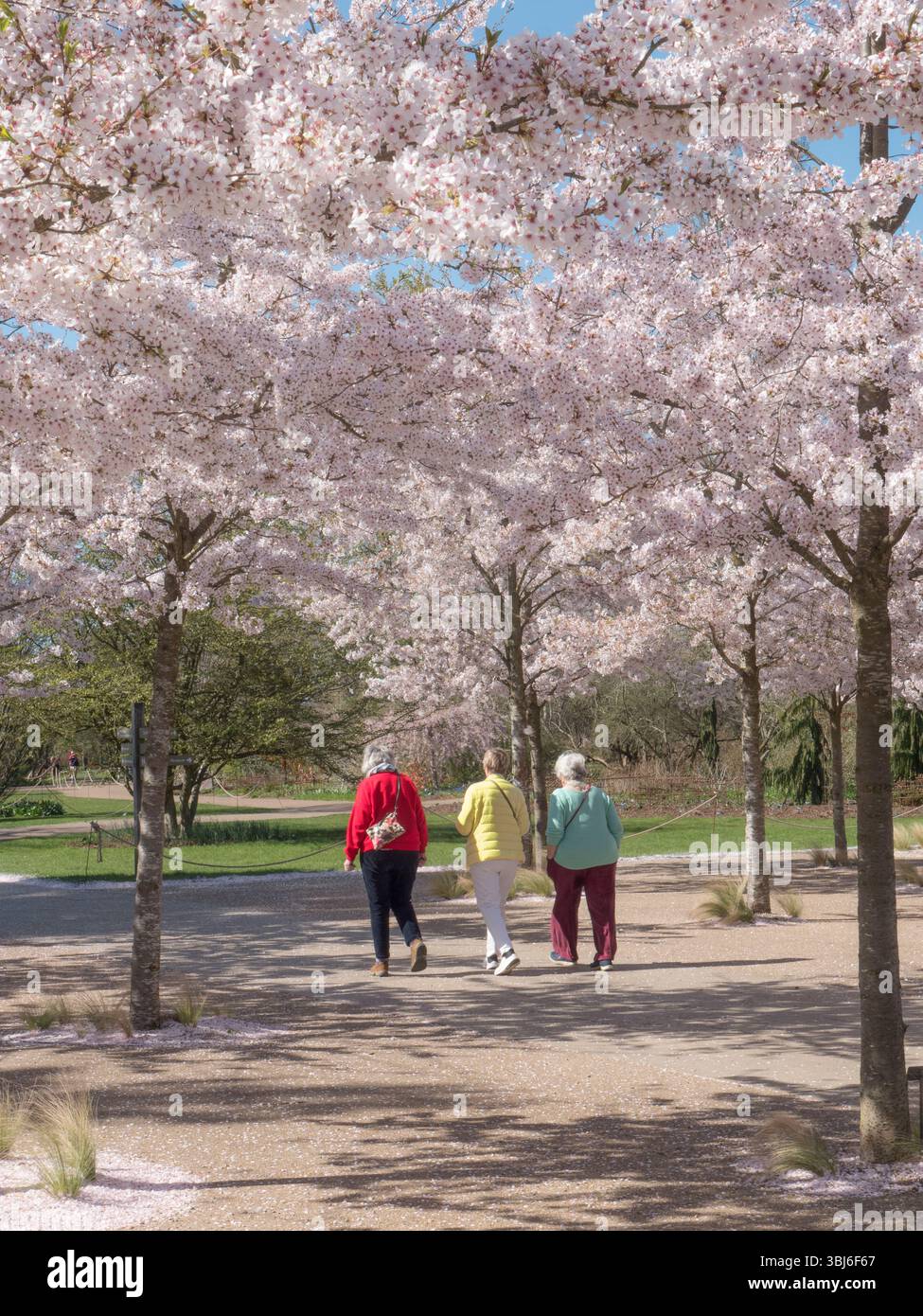 RHS WISLEY SPRING YOSHINO CERISE Prunus x yedoensis floraison printanière japonaise. Les visiteurs se promènent dans la fleur du RHS Wisley Gardens Surrey UK Banque D'Images