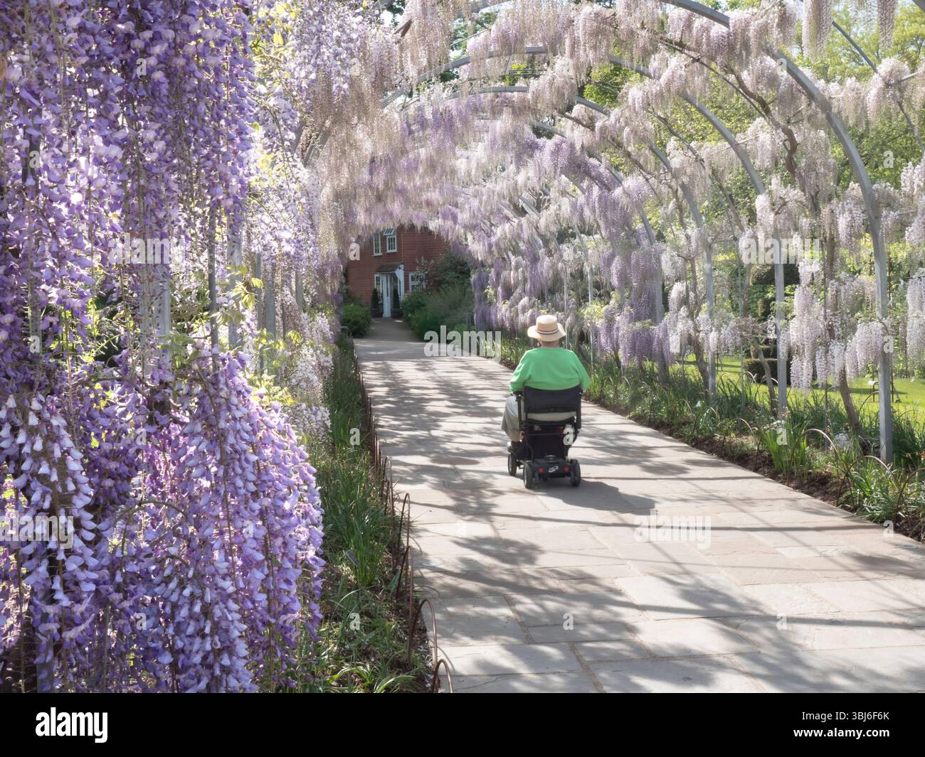 RHS Wisteria floribunda « Kimono » et « Kokuryu » fleurissent sur Wisteria Walk avec une dame visiteur en chapeau de soleil en utilisant un scooter de mobilité pour naviguer à travers la floraison Banque D'Images