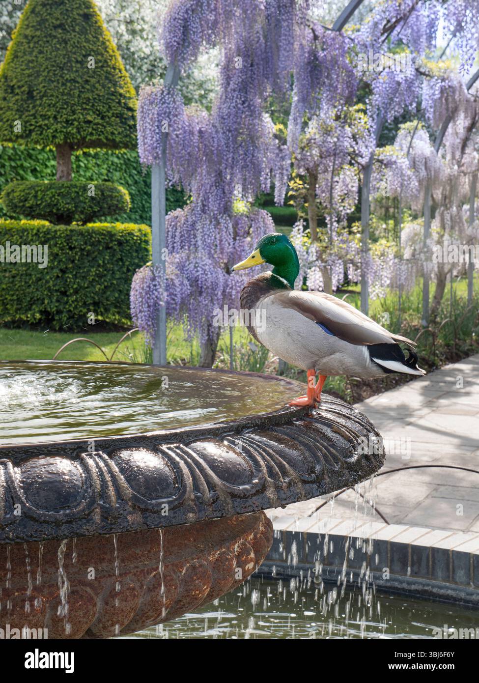 RHS Wisley avec canard colverts debout sur une fontaine en pierre ornementale avec des arches Wisteria Walk ensoleillées et une topiaire d'if derrière Wisley Gardens Surrey UK Banque D'Images