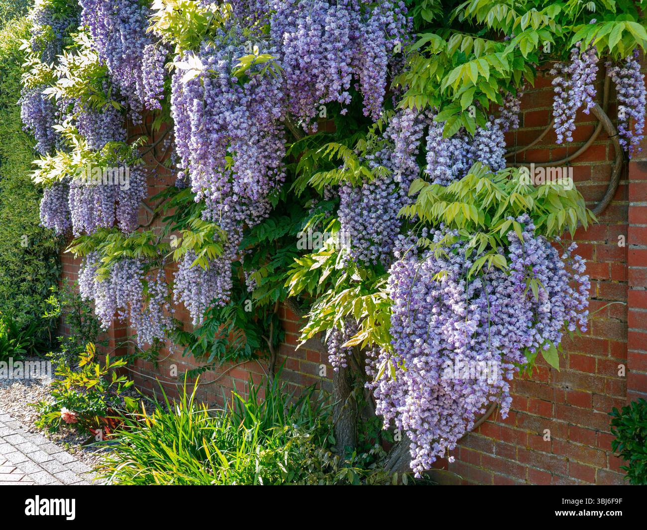 WISTERIA SINENSIS profusion de Wisteria floribunda typique « Kokuryu » floraison en pleine floraison parfaite, poussant contre un mur de briques rouges Royaume-Uni Banque D'Images