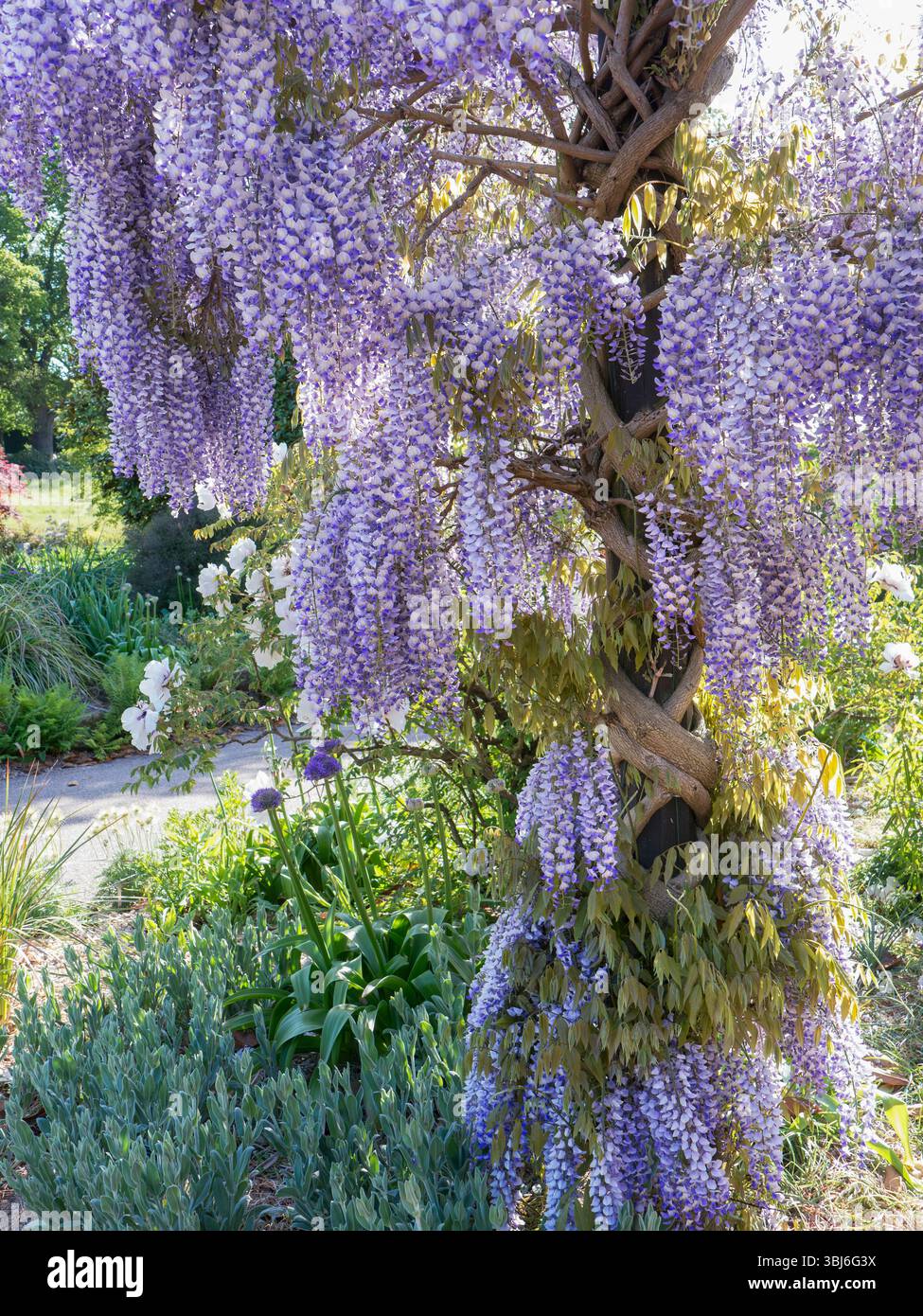 Wisteria dans l'arbre en pleine floraison printanière, de longues grappes de fleurs parfumées (racèmes) pendent des branches jumelées à la fin du printemps avec des fleurs d'été occasionnelles. Les couleurs des fleurs comprennent le blanc, le bleu lilas, le rose et le violet foncé dramatique. Les branches sont recouvertes d'une masse de feuilles mi-vertes qui jaunissent à l'automne avant de tomber. Banque D'Images