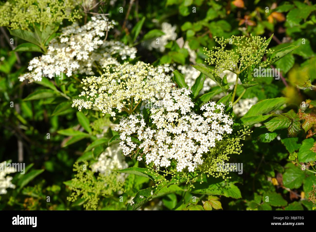 Fleurs blanches de sureau de début d'été - fleurs de l'aîné, Sambucus nigra UK May Banque D'Images