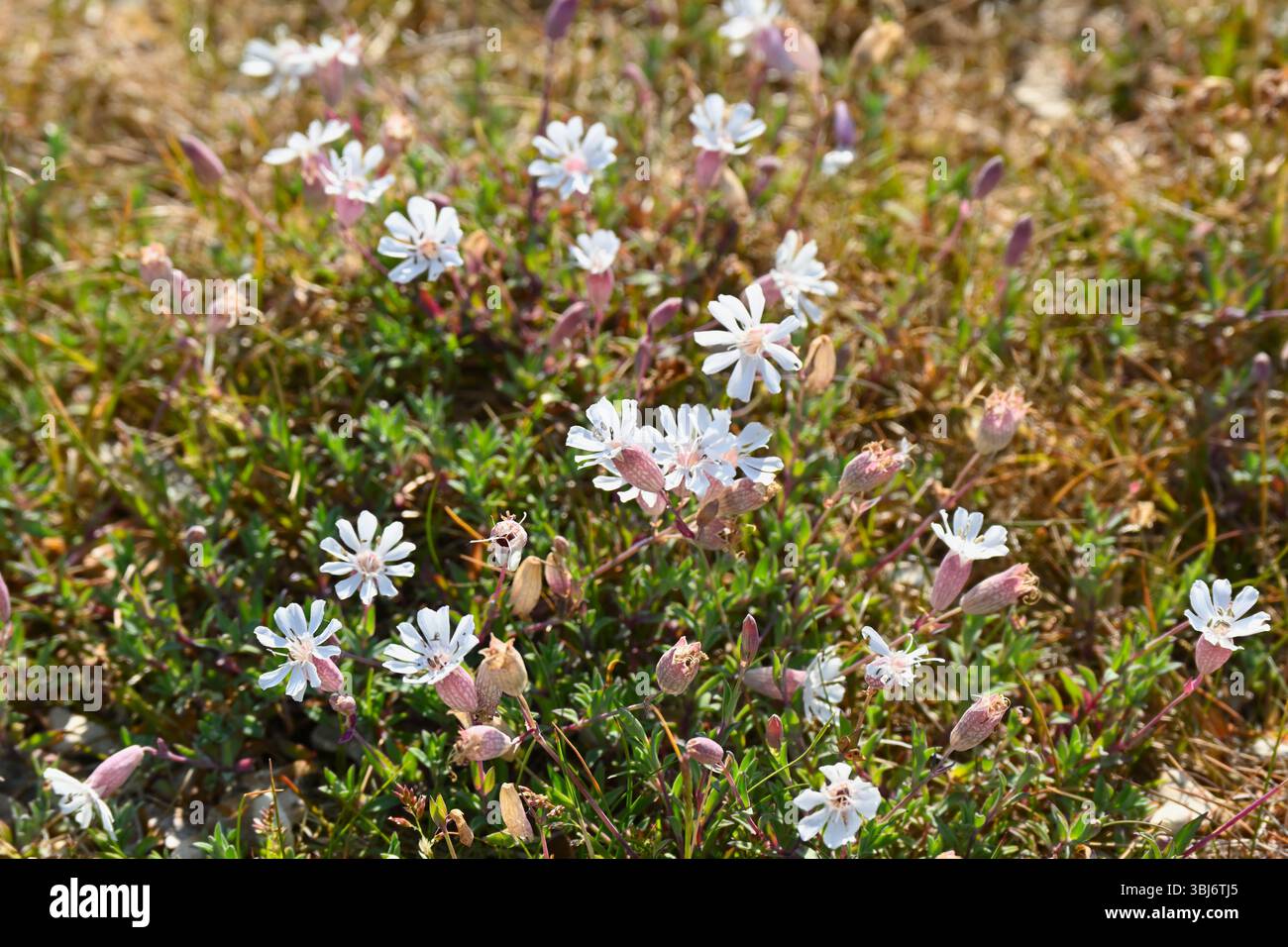 Fleurs blanches d'été de la mer campion, Silene uniflora UK mai Banque D'Images