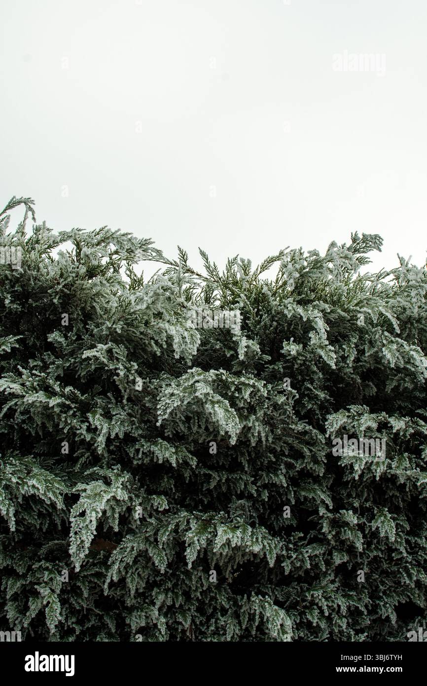 Haie d'hiver couverte de gel affiche des textures complexes contre un ciel gris dans un paysage tranquille Banque D'Images