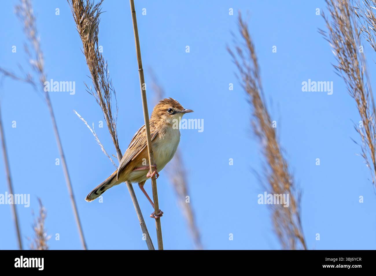 Zitting cisticola / paruline fantail striée (Cisticola juncidis cisticola) perchée dans le lit de roseaux / lit de roseaux à la fin du printemps / début de l'été Banque D'Images