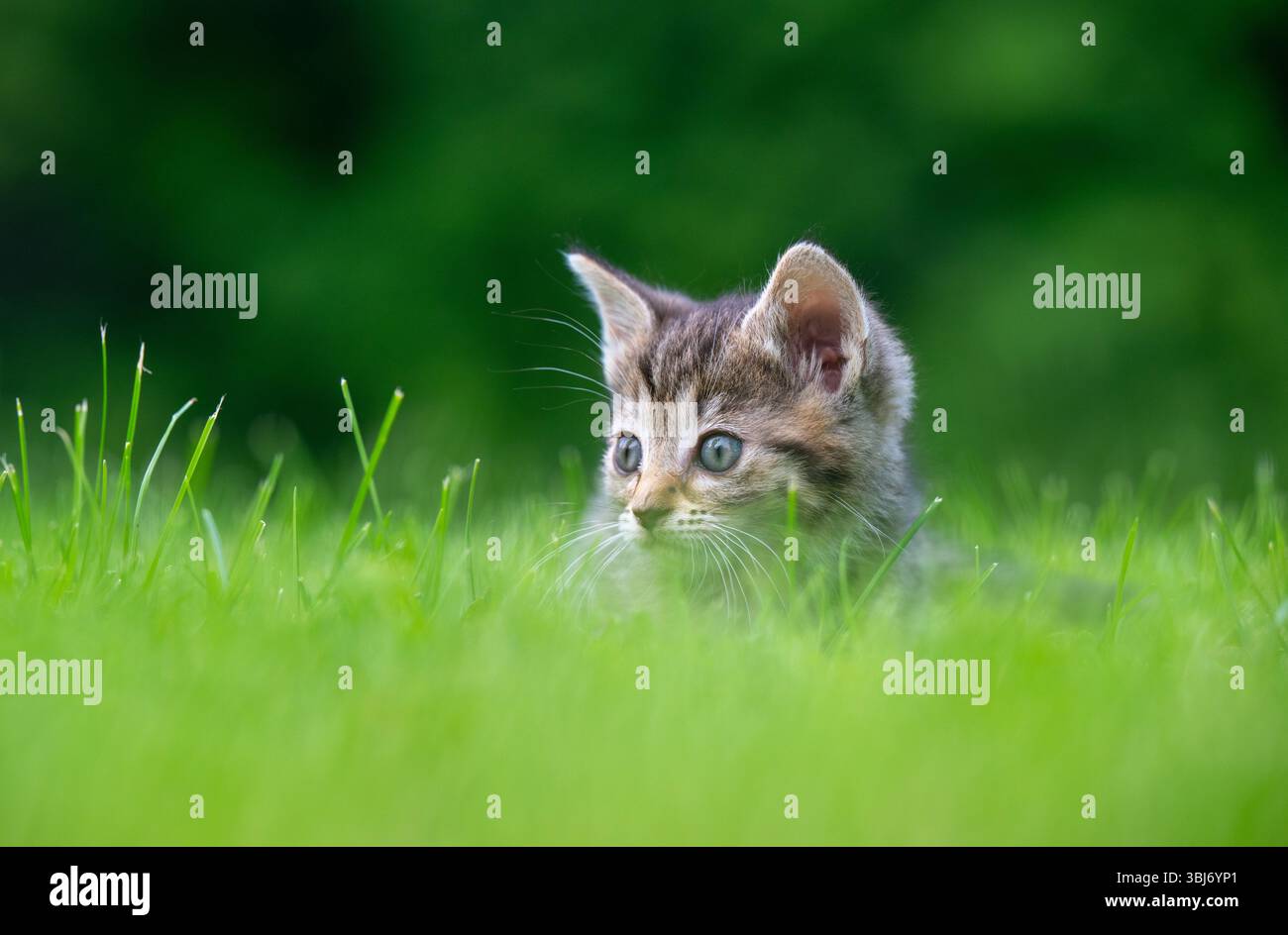 Mignon bébé chaton assis dans l'herbe verte dans une cour. Banque D'Images
